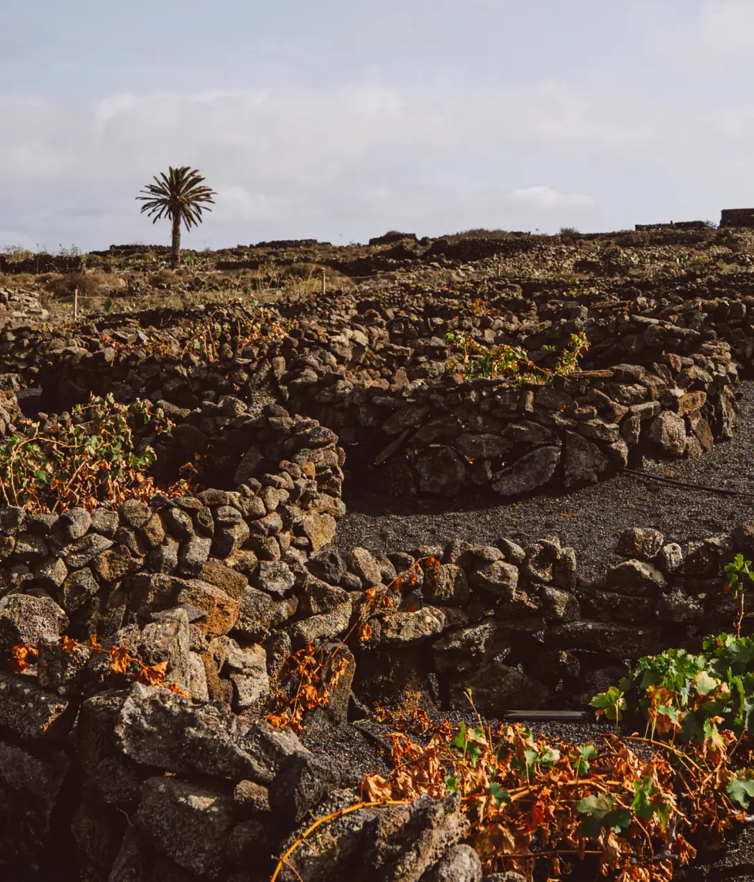 Entre volcanes y viñas